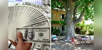 ‘Centro espiritual’ estafó a pareja con US$53.000: les dijo que había un árbol de oro en su casa ‘Centro espiritual’ estafó a pareja con US$53.000: les dijo que había un árbol de oro en su casa