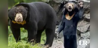 ¿Cómo es el oso malayo que pensaron que era un humano disfrazado en China?