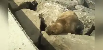 Miraflores: reportan que lobo marino se encuentra varado hace 15 días en la playa Punta Roquitas