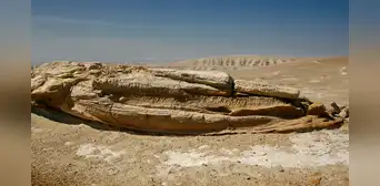 ¿Por qué el Perucetus colossus y otros animales marinos terminaron enterrados en el desierto de Ica?
