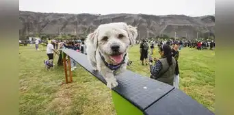 Magdalena del Mar: conoce el parque canino en la Costa Verde que es cuidado por serenazgo Magdalena del Mar: conoce el parque canino en la Costa Verde que es cuidado por serenazgo