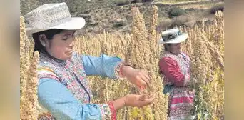 Productos orgánicos afrontan retos en sus exportaciones Productos orgánicos afrontan retos en sus exportaciones