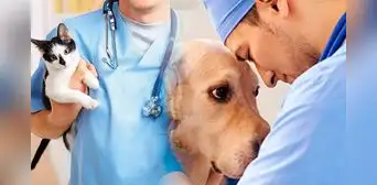 Feliz Día del Veterinario: imágenes y frases para compartir este 6 de agosto en Argentina