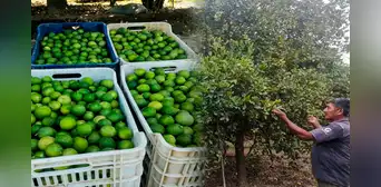Precio de limón en Piura se duplica debido a la escasez