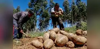 Siembras crecerían 6,5% en la campaña agrícola 2023-2024 Siembras crecerían 6,5% en la campaña agrícola 2023-2024