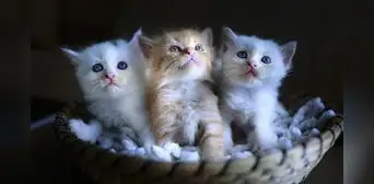 Día del Gato: ¿cuál es el origen de la fecha y por qué se celebra hoy 8 de agosto en el mundo? Día del Gato: ¿cuál es el origen de la fecha y por qué se celebra hoy 8 de agosto en el mundo?
