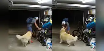 Delincuente entra a casa a robar y se detiene para acariciar a un golden: “También te quiero”