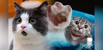 Día del Gato: descubre qué felinos dejaron su huella en la historia de la humanidad Día del Gato: descubre qué felinos dejaron su huella en la historia de la humanidad