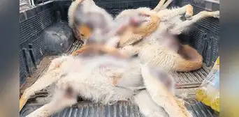 Cazadores furtivos realizan matanza de vicuñas en las alturas de Cusco Cazadores furtivos realizan matanza de vicuñas en las alturas de Cusco