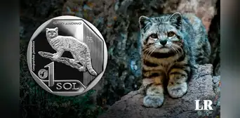 Día del Gato: conoce al gato andino, el michi peruano con su propia moneda y que está en peligro de extinción