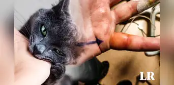 Hombre mordido por gato callejero contrae una infección desconocida para la ciencia Hombre mordido por gato callejero contrae una infección desconocida para la ciencia