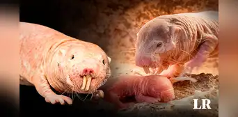 Nace nueva camada de la rata topo desnuda, animal clave para encontrar la cura contra el cáncer Nace nueva camada de la rata topo desnuda, animal clave para encontrar la cura contra el cáncer