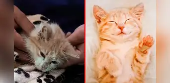 ¿Por qué se cree que los gatos son menos cariñosos que los perros? Expertas responden ¿Por qué se cree que los gatos son menos cariñosos que los perros? Expertas responden