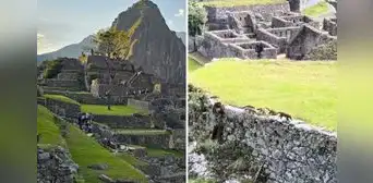 Familia de coatíes sorprenden al ser captados paseando por Machu Picchu: “Qué bellos”