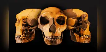 Cráneo hallado en China pertenece a una especie humana desconocida