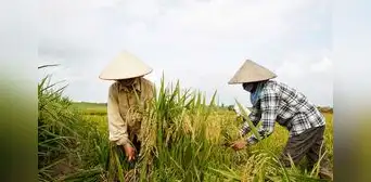 Precio del arroz se dispara y alcanza su nivel más alto en 15 años Precio del arroz se dispara y alcanza su nivel más alto en 15 años