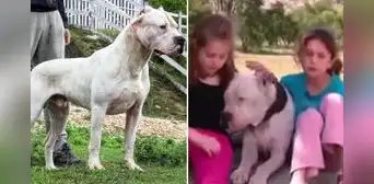 La historia de Morocho, el valiente perro que se enfrentó a un puma para salvar a 2 niñas