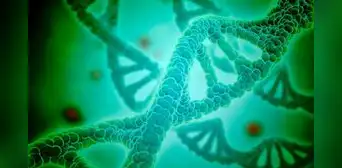 ADN: ¿cuál es el significado de esta sigla tan usada en muchos campos? ADN: ¿cuál es el significado de esta sigla tan usada en muchos campos?