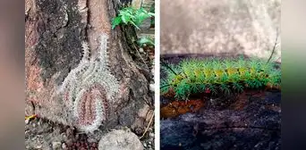 Orugas Lonomia obliqua en Caracas: ¿qué se sabe de la presunta aparición? Orugas Lonomia obliqua en Caracas: ¿qué se sabe de la presunta aparición?