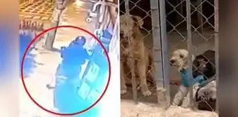 Cercado de Lima: roban colecta destinada al alimento de más de 100 perros de un albergue