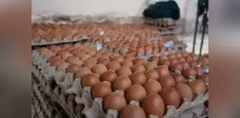 Al Perú ingresan 3,6 millones de huevos de contrabando semanalmente, denuncian Avicultores Al Perú ingresan 3,6 millones de huevos de contrabando semanalmente, denuncian Avicultores