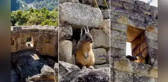 Captan imágenes de vizcachas en Machu Picchu: “Son los espíritus de los antiguos incas” Captan imágenes de vizcachas en Machu Picchu: “Son los espíritus de los antiguos incas”