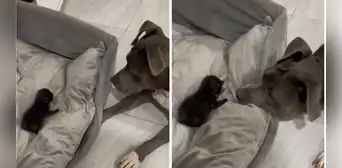 Pitbull escucha por primera vez el ronroneo de un gatito y tiene tierna reacción: “Lo mira con amor” Pitbull escucha por primera vez el ronroneo de un gatito y tiene tierna reacción: “Lo mira con amor”