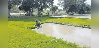 Agricultores siguen a la espera de transferencia de recursos en Piura Agricultores siguen a la espera de transferencia de recursos en Piura