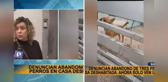 Surco: vecinos denuncian abandono de 3 perritos desde hace un año en casa deshabitada Surco: vecinos denuncian abandono de 3 perritos desde hace un año en casa deshabitada