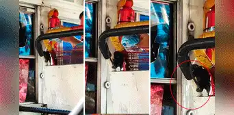 Chofer de bus lleva una rata como mascota y pasajeros quedan en shock: “Es el cobrador” Chofer de bus lleva una rata como mascota y pasajeros quedan en shock: “Es el cobrador”