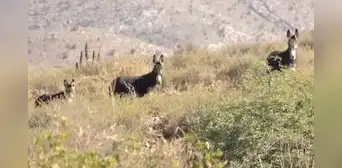 Jóvenes captan a burros salvajes en Arequipa y usuarios reaccionan: “Cuidemos la naturaleza"
