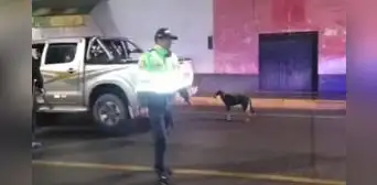 Detienen a chofer que arrastraba a su perro Tilim con una camioneta en Apurímac Detienen a chofer que arrastraba a su perro Tilim con una camioneta en Apurímac