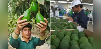 Ni China ni EE. UU.: ¿cuál es el principal destino de exportación de la aclamada palta peruana? Ni China ni EE. UU.: ¿cuál es el principal destino de exportación de la aclamada palta peruana?