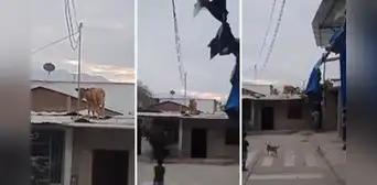 "Cómo es posible este suceso": vaca causó susto al trepar en techo de calamina en vivienda de Piura "Cómo es posible este suceso": vaca causó susto al trepar en techo de calamina en vivienda de Piura