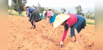 La Libertad: 380 agricultores recibirán seguro por pérdidas La Libertad: 380 agricultores recibirán seguro por pérdidas