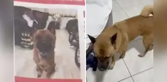 ¿Dónde está Morita? Familia busca a perrita que escapó de hospedaje de mascotas en Callao ¿Dónde está Morita? Familia busca a perrita que escapó de hospedaje de mascotas en Callao