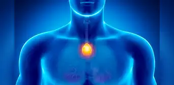 Un pequeño órgano que era considerado 'inútil' podría protegernos contra el cáncer, según estudio Un pequeño órgano que era considerado 'inútil' podría protegernos contra el cáncer, según estudio