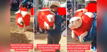 Perrito es disfrazado de rocoto relleno en Arequipa y causa furor: "Qué cosita más hermosa"