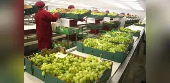 Exportación de frutas creció más de 11,6% en el primer semestre del 2023 Exportación de frutas creció más de 11,6% en el primer semestre del 2023