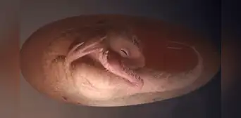 El increíble hallazgo en China de un embrión de dinosaurio intacto que se preparaba para nacer