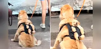 Perrito y su cría crean una tierna escena en redes sociales: “Lo más hermoso que veré hoy”
