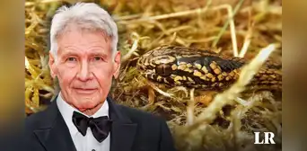Hallan nueva especie de serpiente en Perú y la bautizan 'Harrison Ford': ¿qué dijo el actor? Hallan nueva especie de serpiente en Perú y la bautizan 'Harrison Ford': ¿qué dijo el actor?