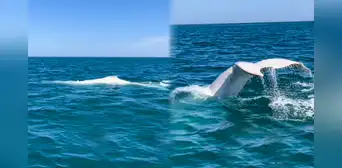 Captan por primera vez una ballena blanca en Perú: mira el video grabado en el mar de Piura