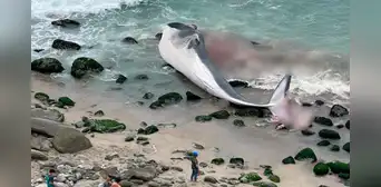 Punta Hermosa: vecinos reportan a ballena varada en la playa Señoritas Punta Hermosa: vecinos reportan a ballena varada en la playa Señoritas