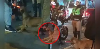 Perrito ‘se niega’ a entregar la vara luminosa a polícia y usuarios lo apoyan: “Déjenlo trabajar” Perrito ‘se niega’ a entregar la vara luminosa a polícia y usuarios lo apoyan: “Déjenlo trabajar”