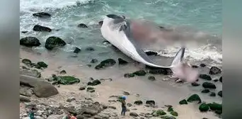 Punta Hermosa: ballena que fue hallada varada en playa Señoritas será trasladada a relleno sanitario Punta Hermosa: ballena que fue hallada varada en playa Señoritas será trasladada a relleno sanitario
