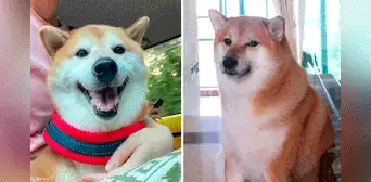 ¿Quién era Cheems, el perrito viral que rompió el corazón en redes con su muerte? ¿Quién era Cheems, el perrito viral que rompió el corazón en redes con su muerte?