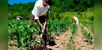 Agricultura 4.0: ¿qué es y cómo transformará la producción alimentaria?