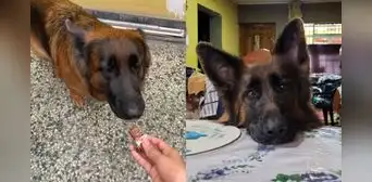 ¿Por qué motivo los perros no deben comer chocolate? Aquí la respuesta ¿Por qué motivo los perros no deben comer chocolate? Aquí la respuesta
