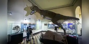 ¡No solo el Perucetus colossus! Estos son otros tesoros que ofrece el Museo Nacional de San Marcos ¡No solo el Perucetus colossus! Estos son otros tesoros que ofrece el Museo Nacional de San Marcos